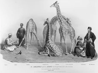 Le giraffe con gli arabi che le portarono in questo paese, Giardini Zoologici, Regent